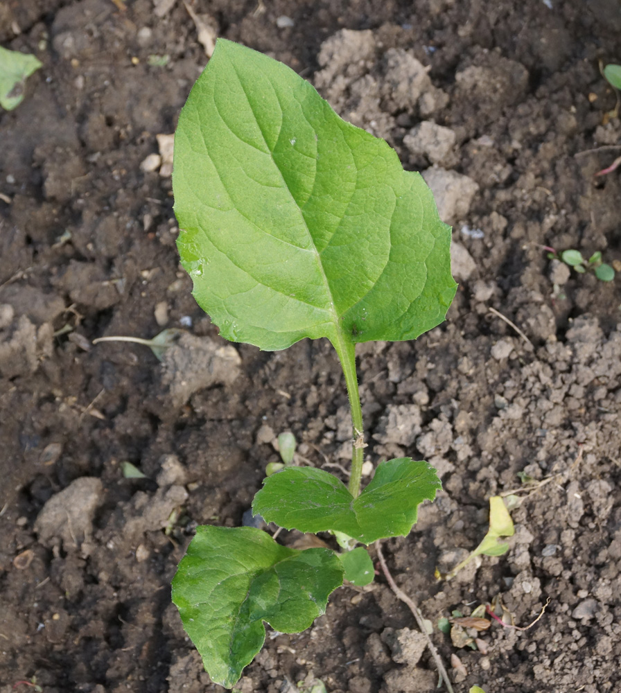 Изображение особи Silphium perfoliatum.