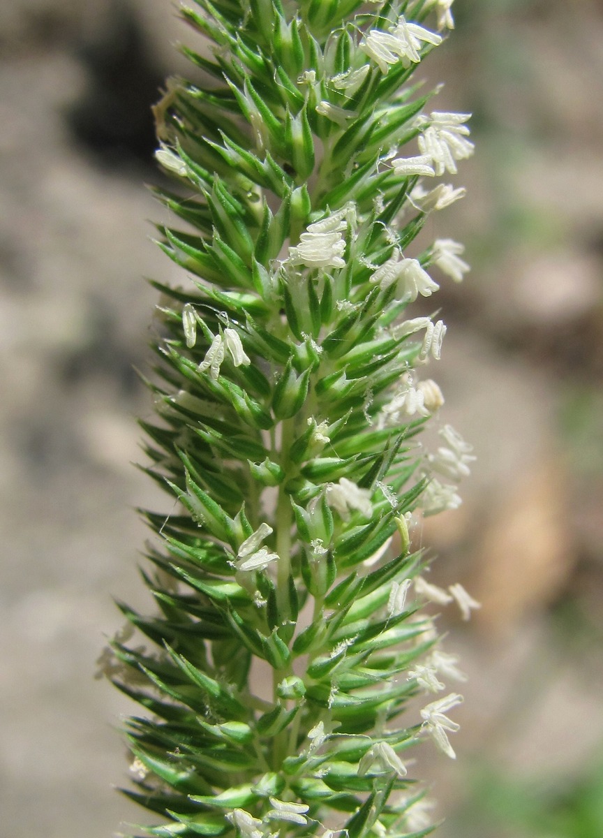 Image of Phleum phleoides specimen.