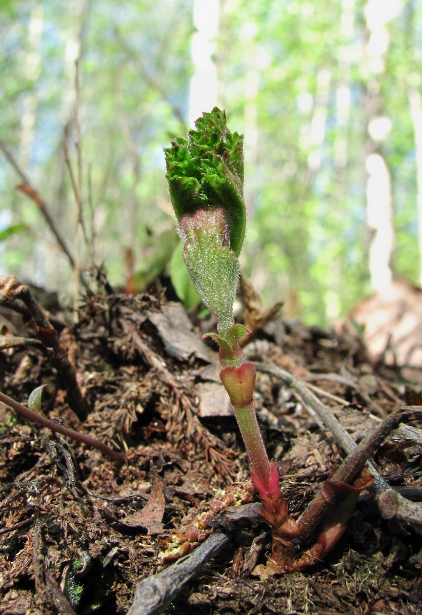 Image of Rubus chamaemorus specimen.