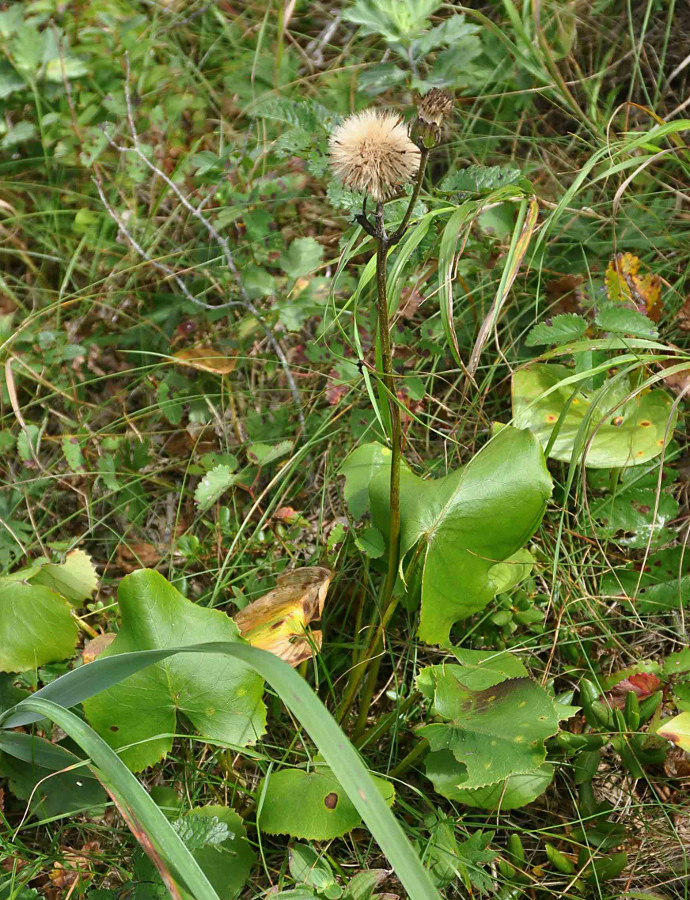 Image of Ligularia calthifolia specimen.