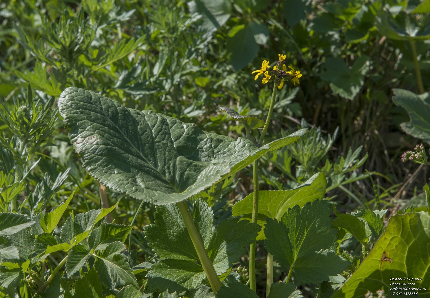 Изображение особи Ligularia sibirica.