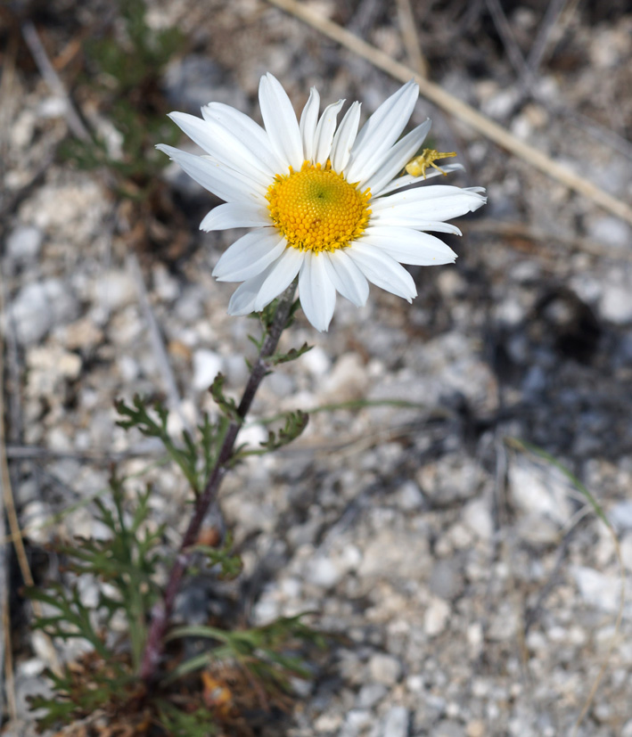 Изображение особи Chrysanthemum zawadskii.