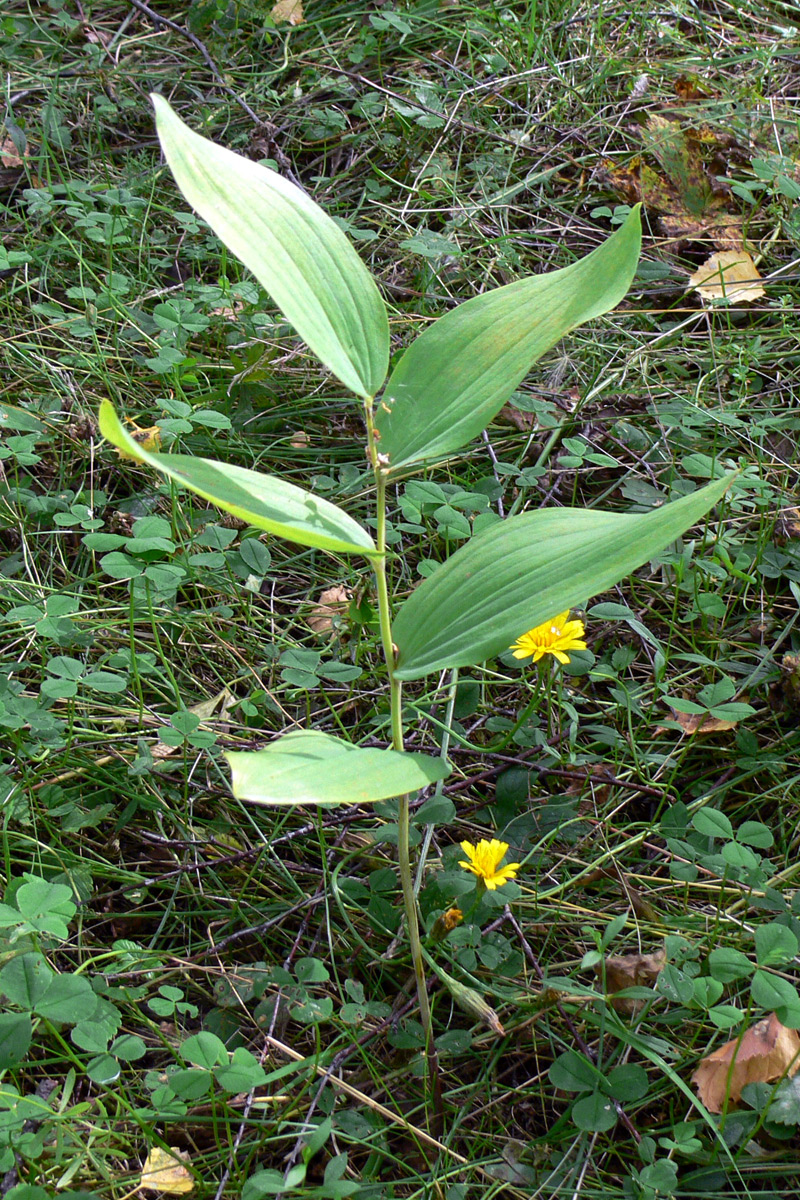 Изображение особи Epipactis helleborine.