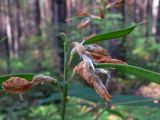 Lathyrus gmelinii. Верхушка побега с завязавшимися плодами. Свердловская обл., окр. г. Североуральск, р-н скал Три Брата, сосновый лес. 21.06.2015.