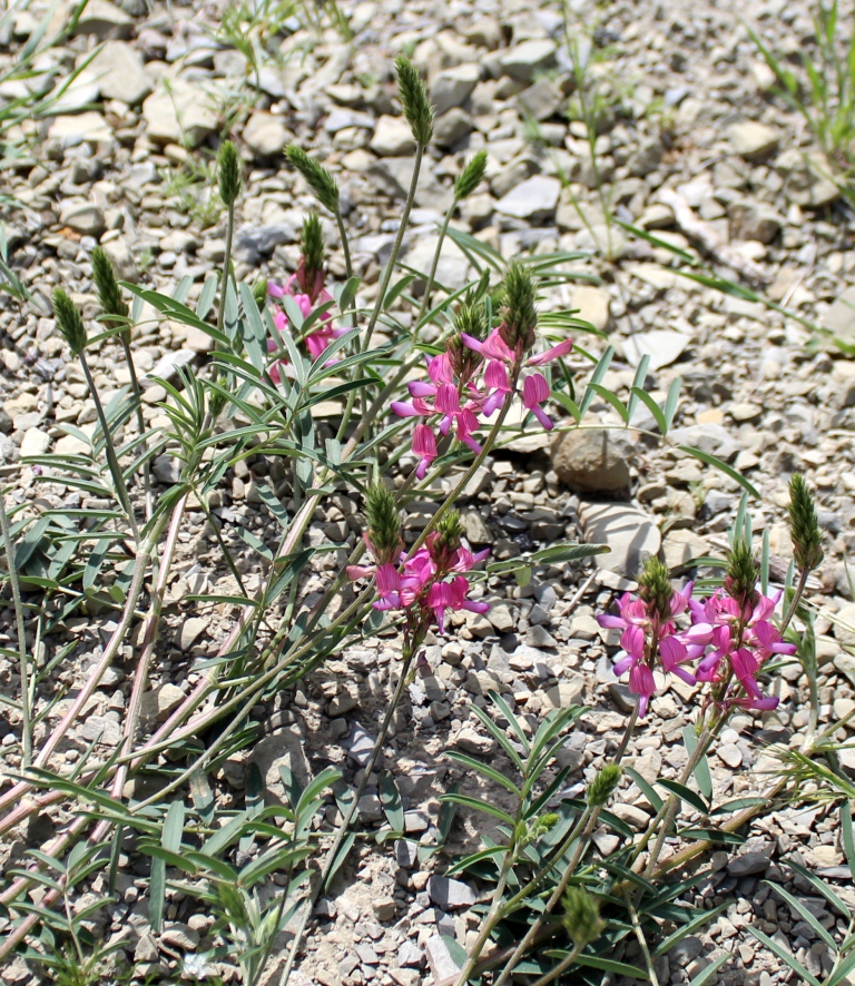 Image of Onobrychis arenaria specimen.