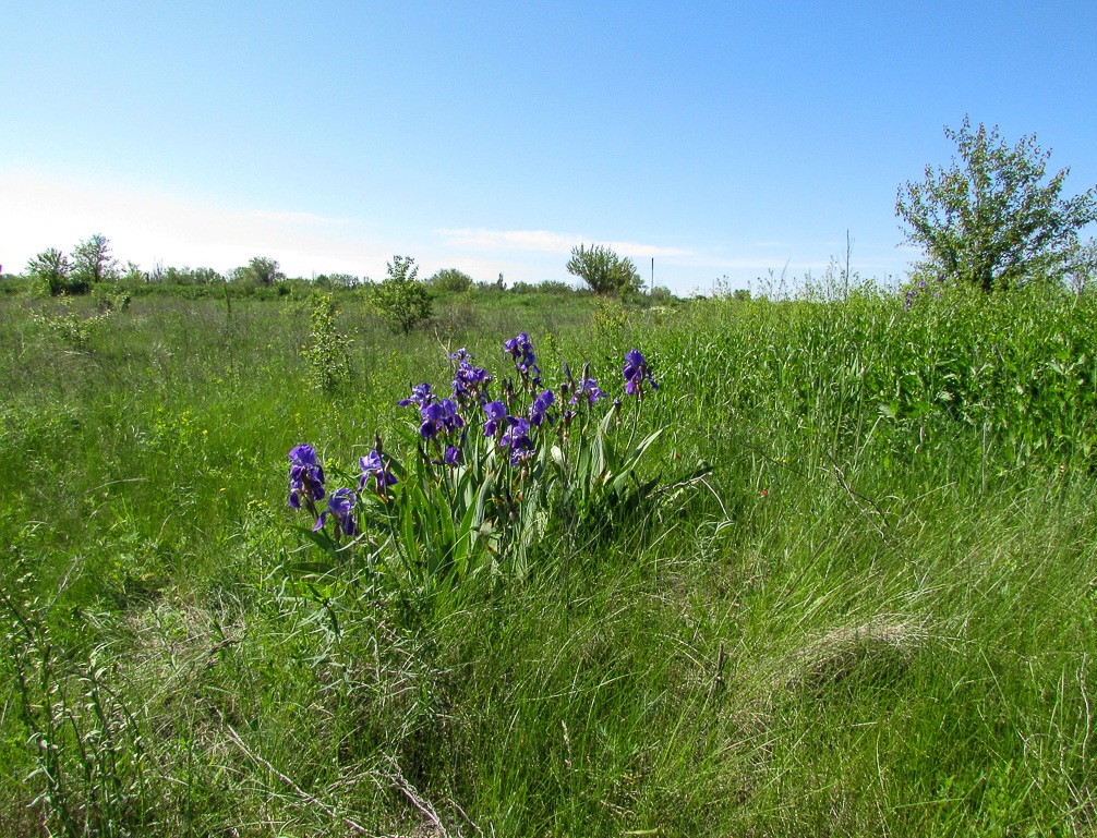 Image of Iris nyaradyana specimen.