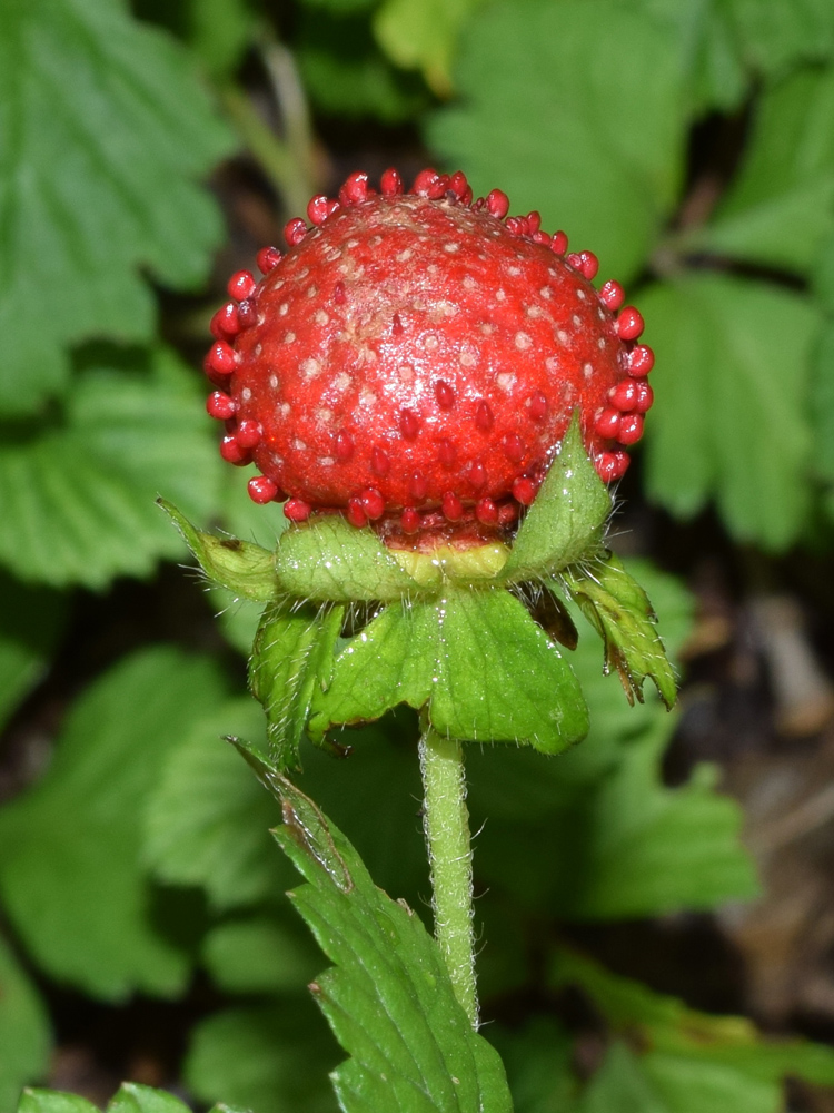 Изображение особи Duchesnea indica.