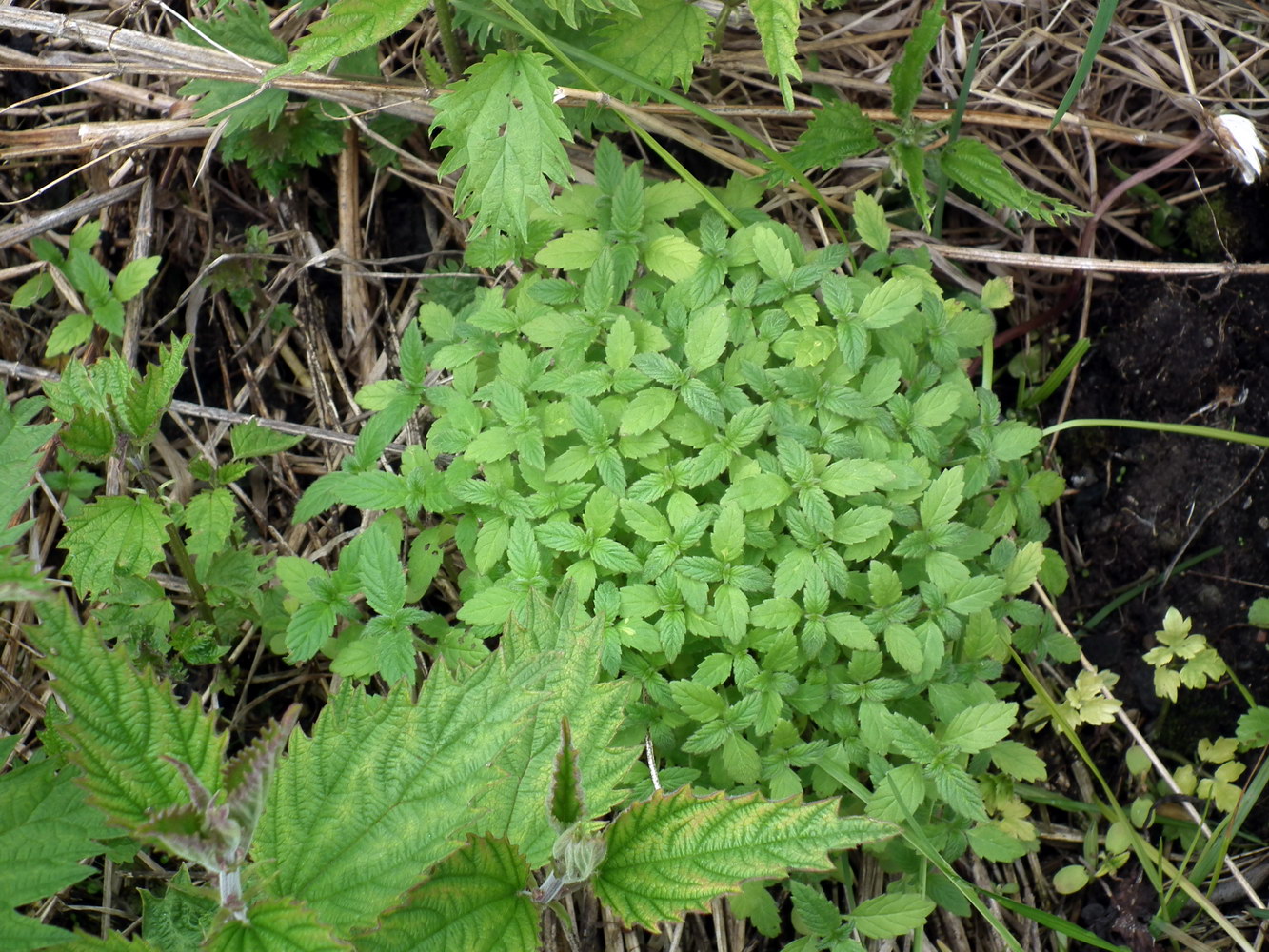 Image of genus Galeopsis specimen.