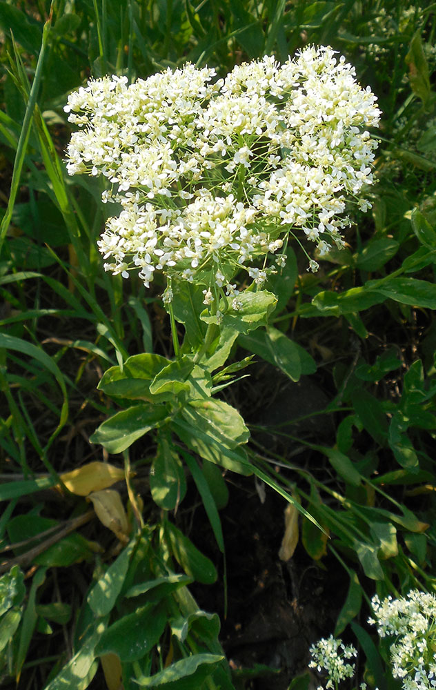 Image of Cardaria draba specimen.