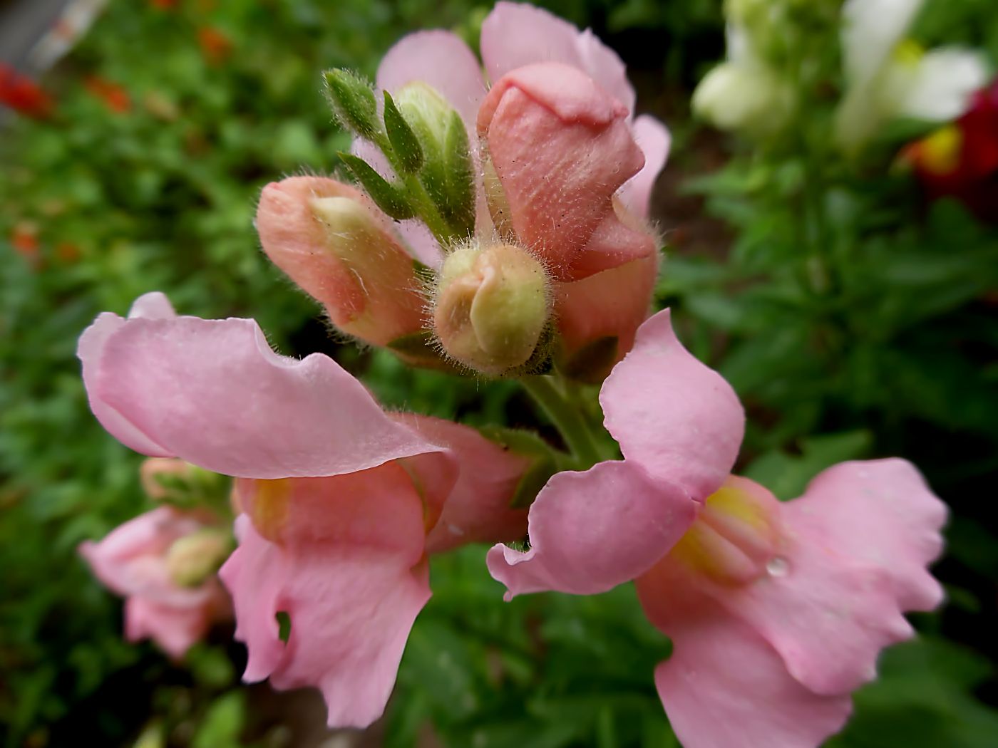 Изображение особи Antirrhinum majus.