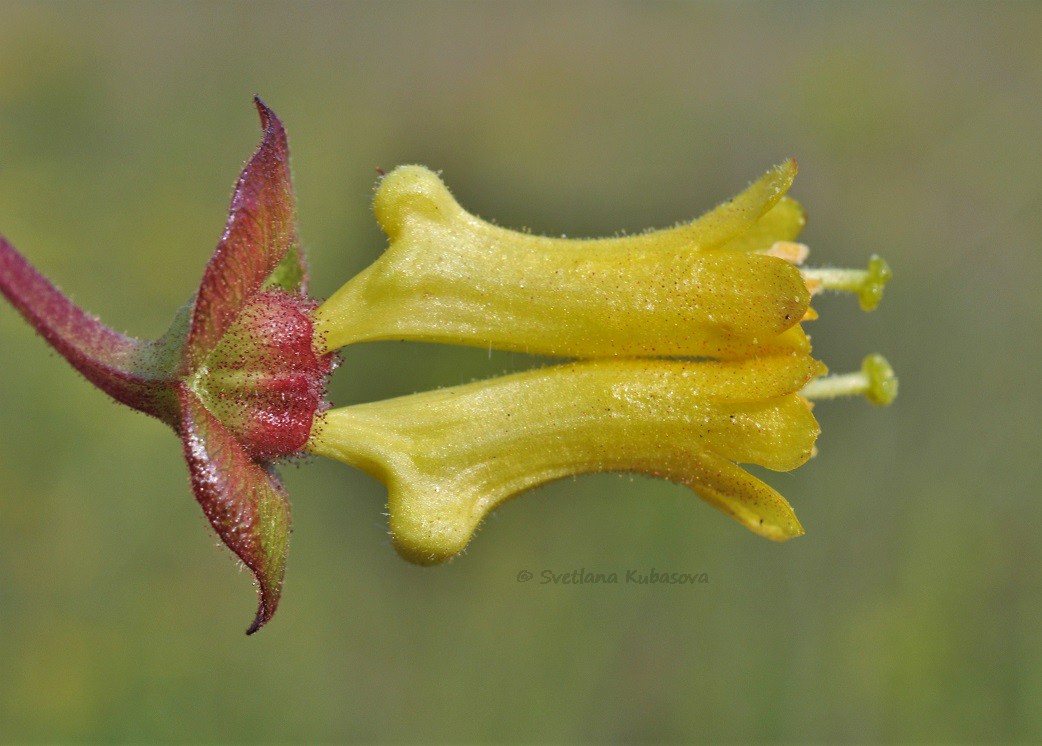 Image of Lonicera involucrata specimen.