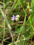 Sisyrinchium montanum. Верхушка цветущего растения. Приморье, ЗАТО Фокино, о. Аскольд, мыс Елагина, у дороги. 31.07.2016.