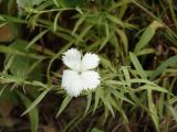 Dianthus chinensis. Верхушка цветущего растения. Приморье, окр. г. Находка, у обочины дороги. 11.08.2016.