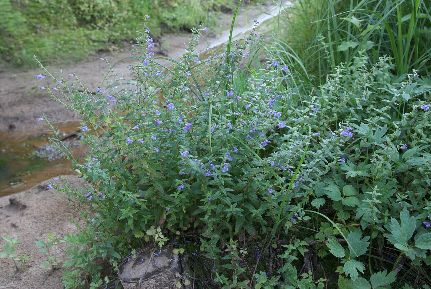 Image of Scutellaria galericulata specimen.