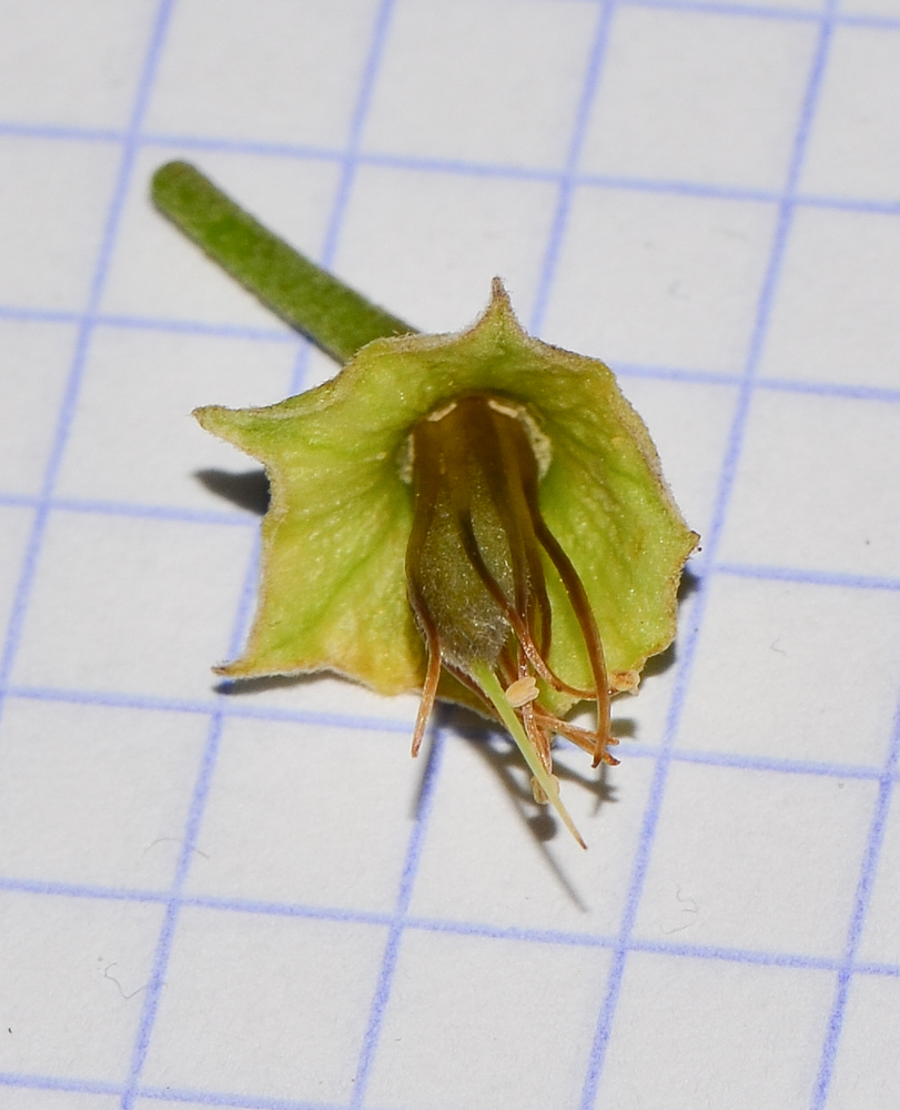 Image of Sophora secundiflora specimen.