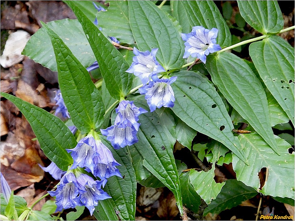 Image of Gentiana asclepiadea specimen.