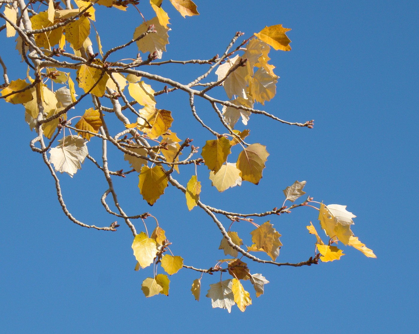 Image of Populus alba specimen.