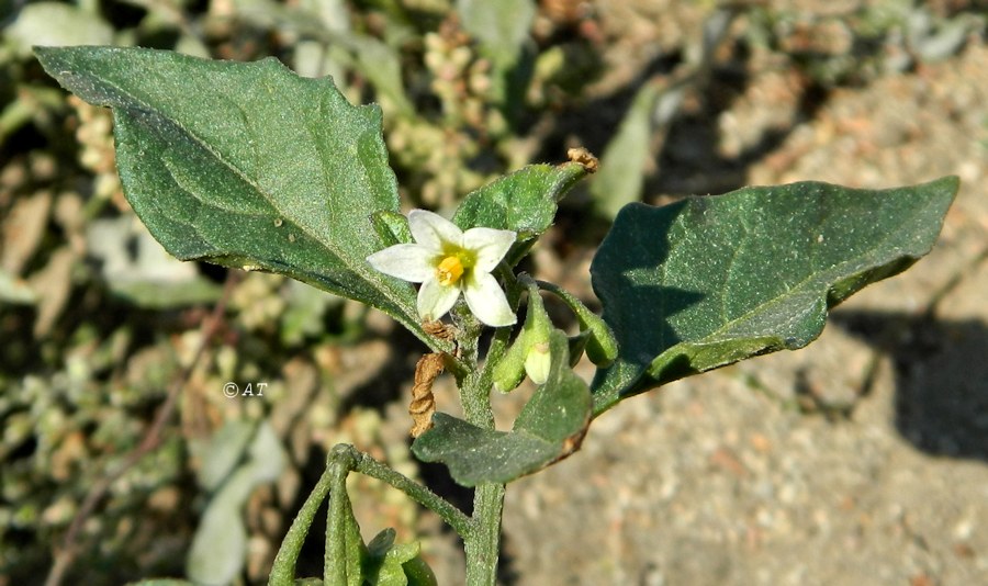 Image of Solanum nigrum specimen.