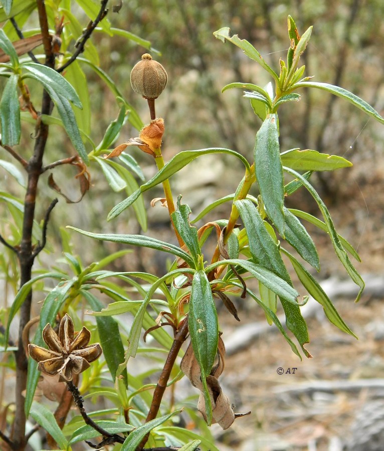 Image of Cistus ladanifer specimen.