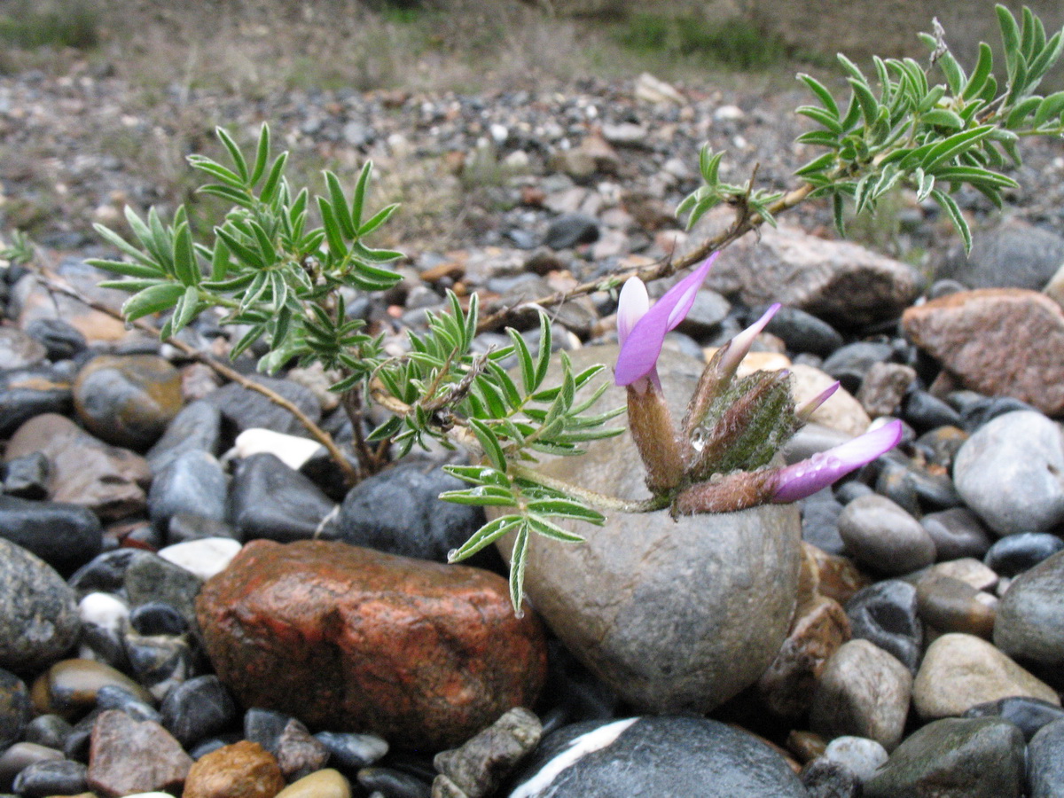 Image of Astragalus fedtschenkoanus specimen.