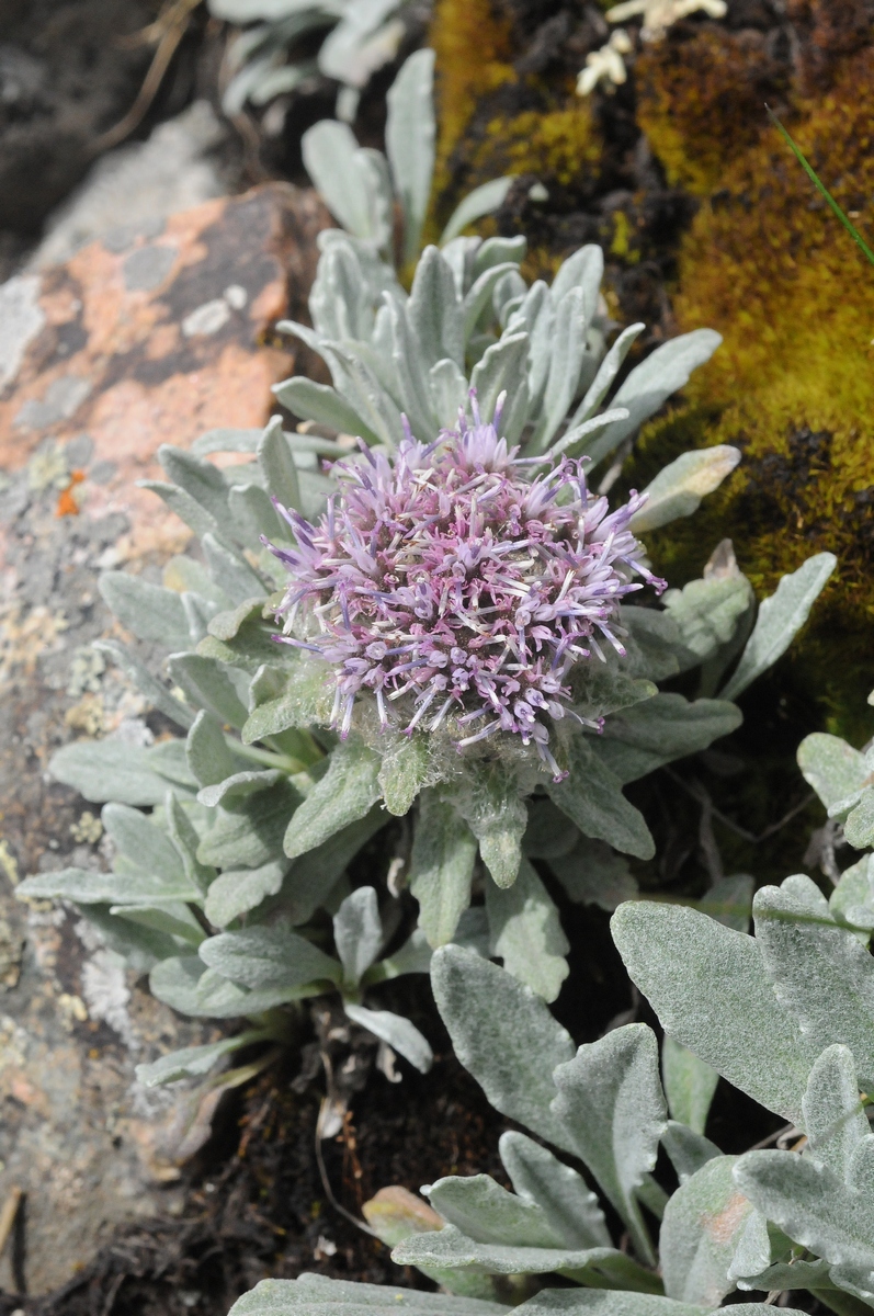 Image of Saussurea gnaphalodes specimen.