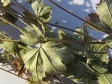 Alchemilla psilocaula