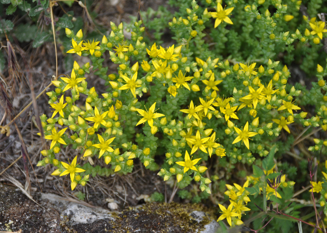 Image of Sedum acre specimen.