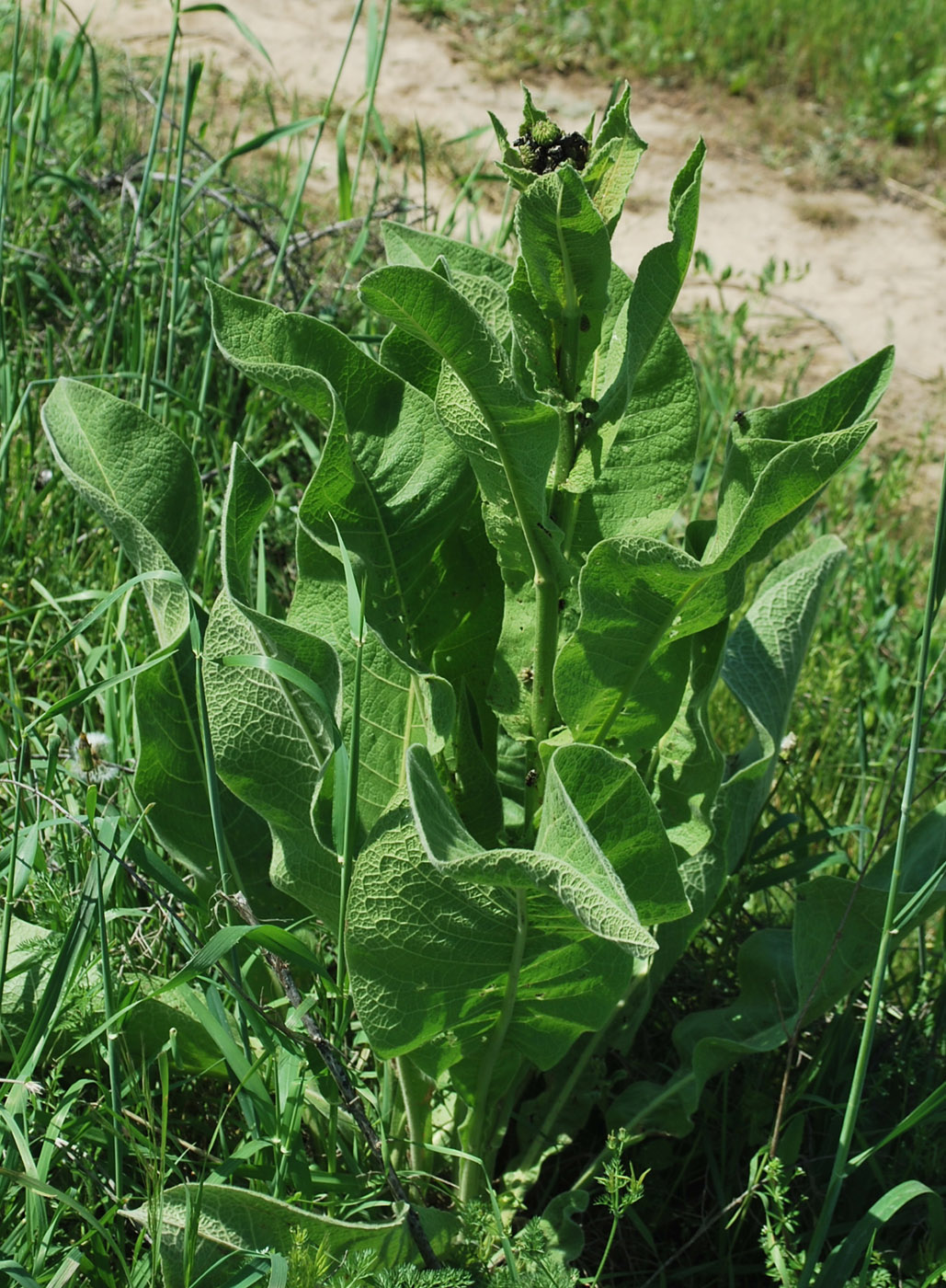 Image of Inula macrophylla specimen.