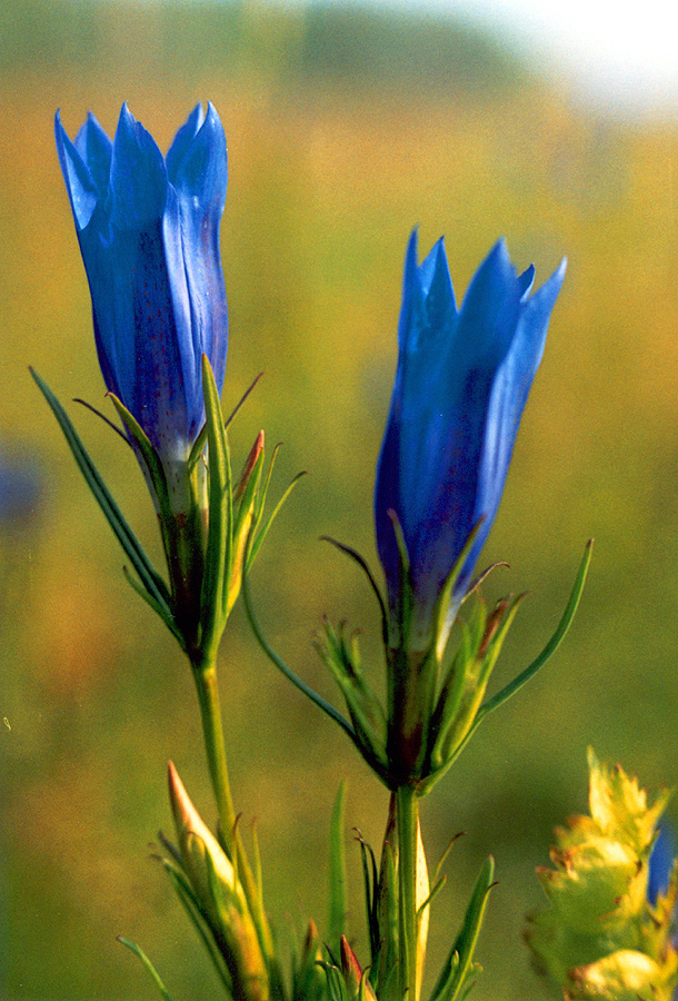 Image of Gentiana pneumonanthe specimen.