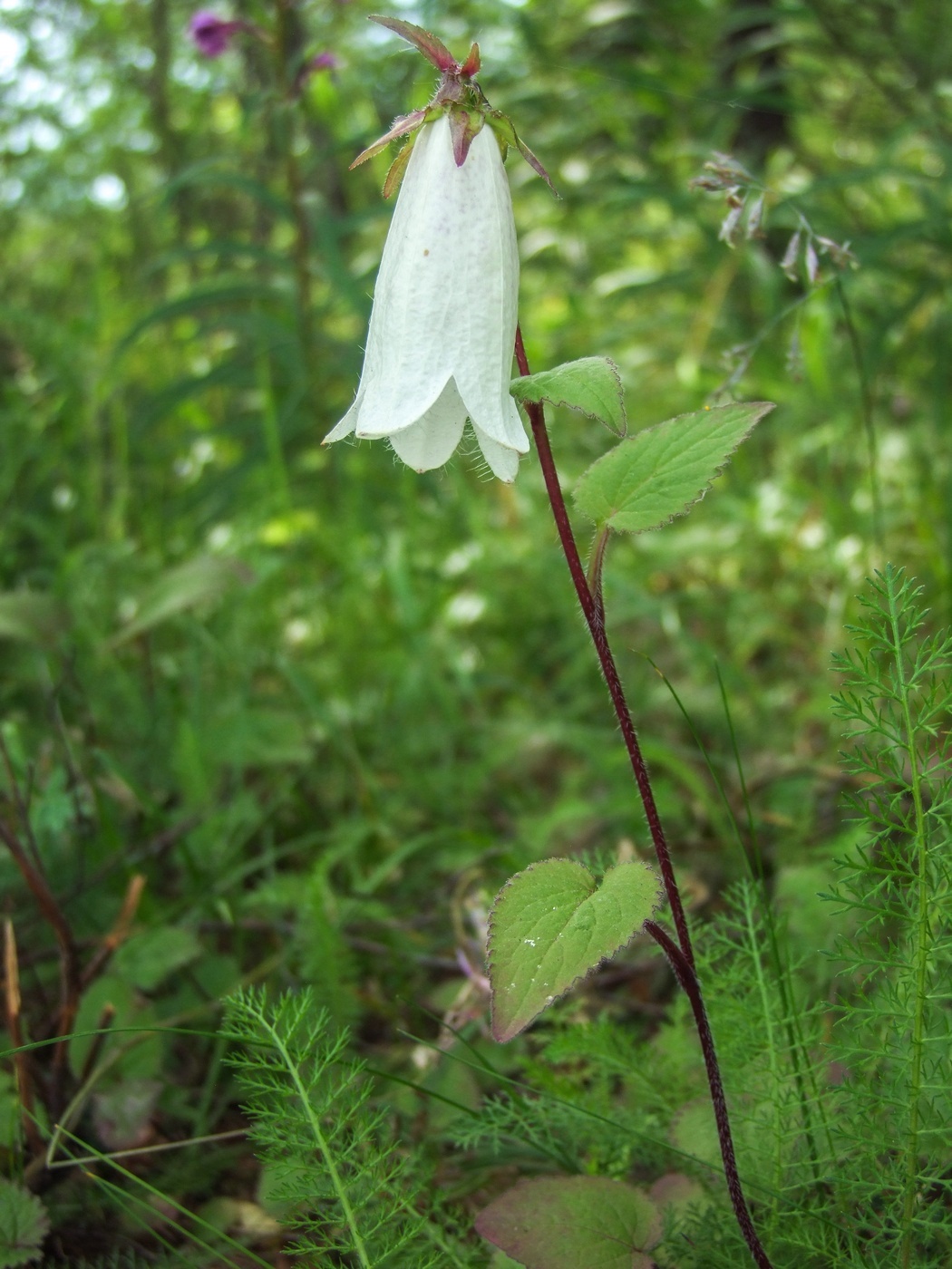 Image of Campanula punctata specimen.