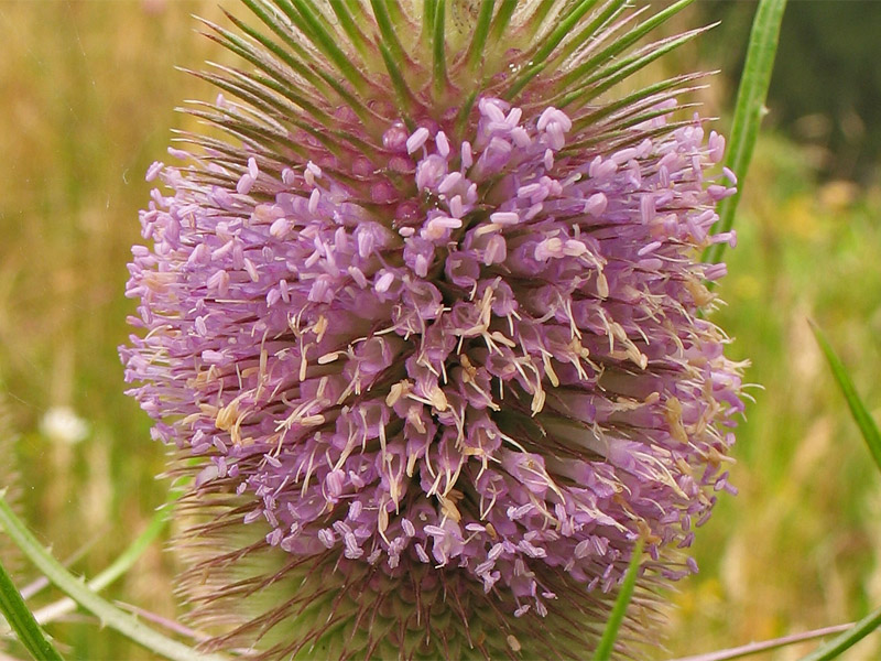 Image of Dipsacus fullonum specimen.