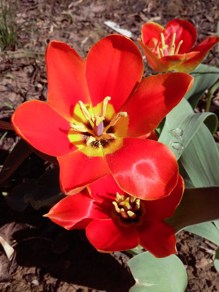 Image of Tulipa uzbekistanica specimen.