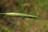 Bromus arvensis. Колосок. Нидерланды, провинция Gelderland, община Heumen, на залежи. 12 июня 2010 г.