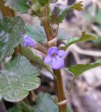 Glechoma hederacea