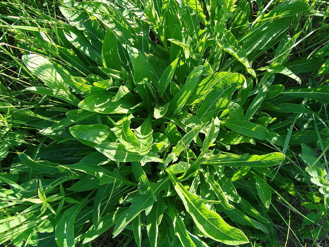 Image of Centaurea jacea specimen.