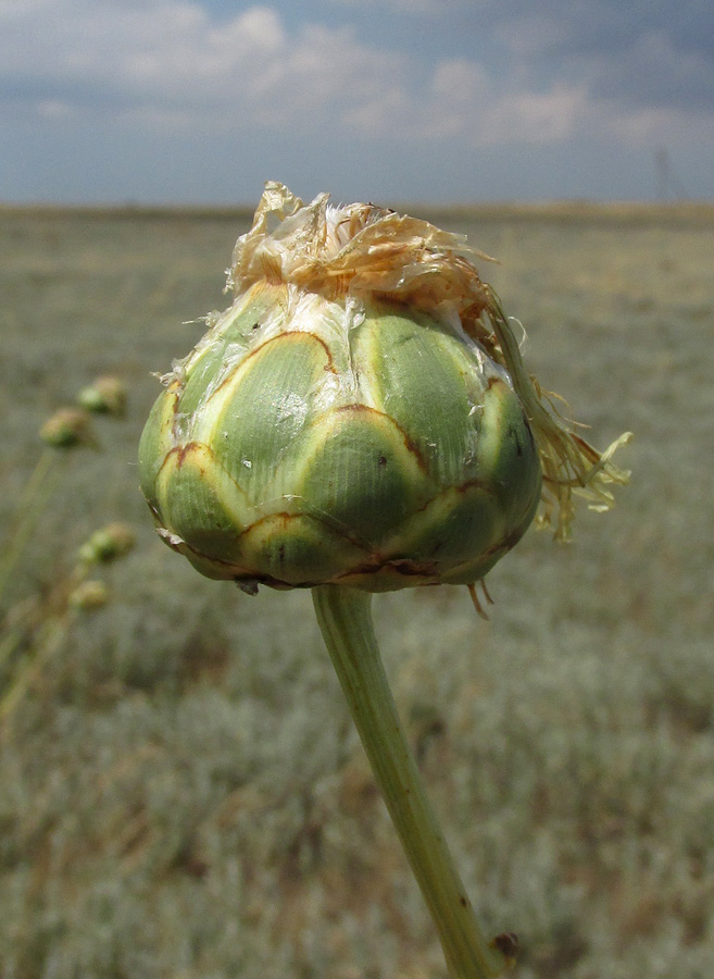 Изображение особи Rhaponticoides taliewii.