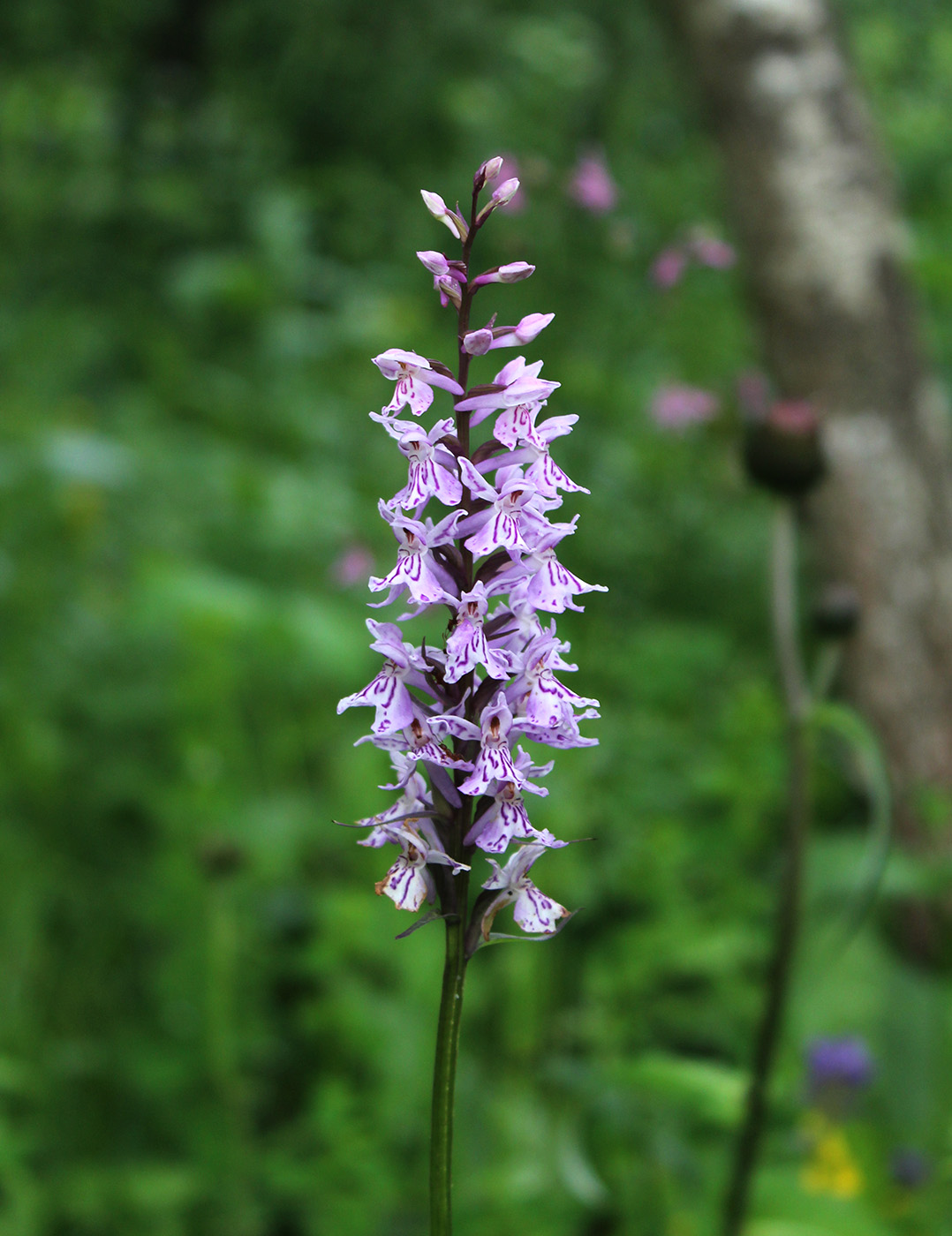 Image of Dactylorhiza fuchsii specimen.