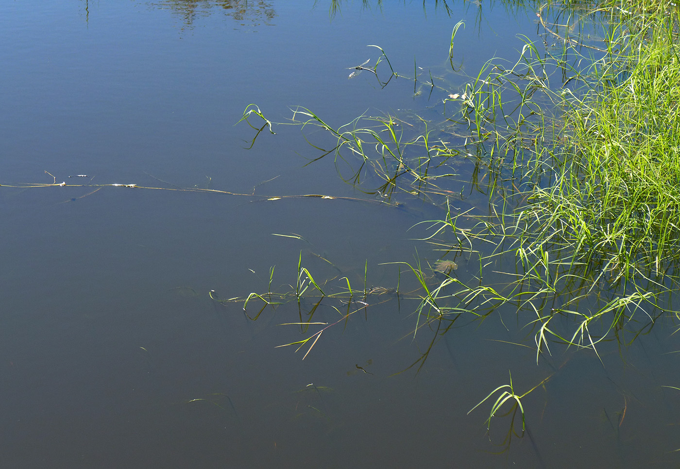 Изображение особи Carex pseudocuraica.