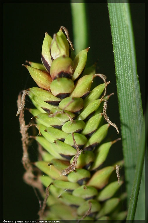 Image of Carex nigra specimen.