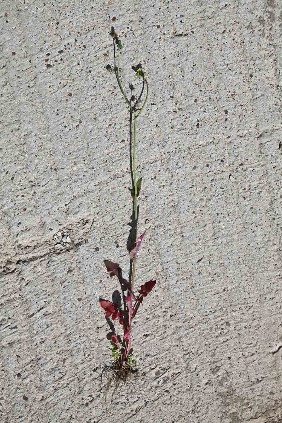 Image of Sonchus oleraceus specimen.