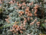 genus Baeomyces. Спороносящее слоевище. Украина, Ивано-Франковская обл., Болеховский горсовет, Поляницкий сельсовет, Поляницкий региональный ландшафтный парк, ур. Граница, опушка елового леса. 21.09.2017.