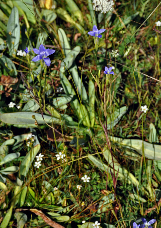 Image of Gentianopsis barbata specimen.