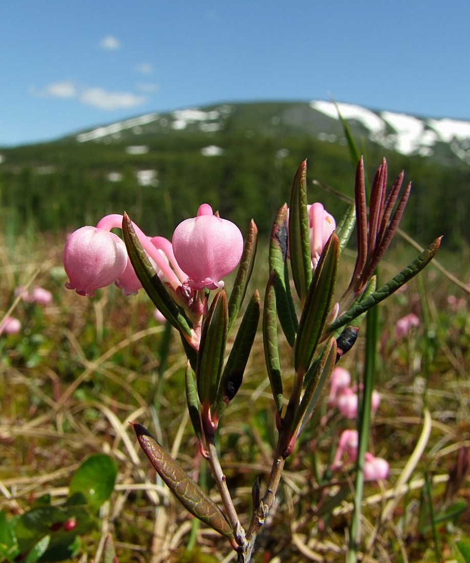 Image of Andromeda polifolia specimen.