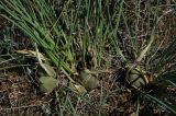 Iris tenuifolia. Незрелые плоды. Казахстан, Алматинская обл. возле вдхр. Капчагай. 10.05.2010.