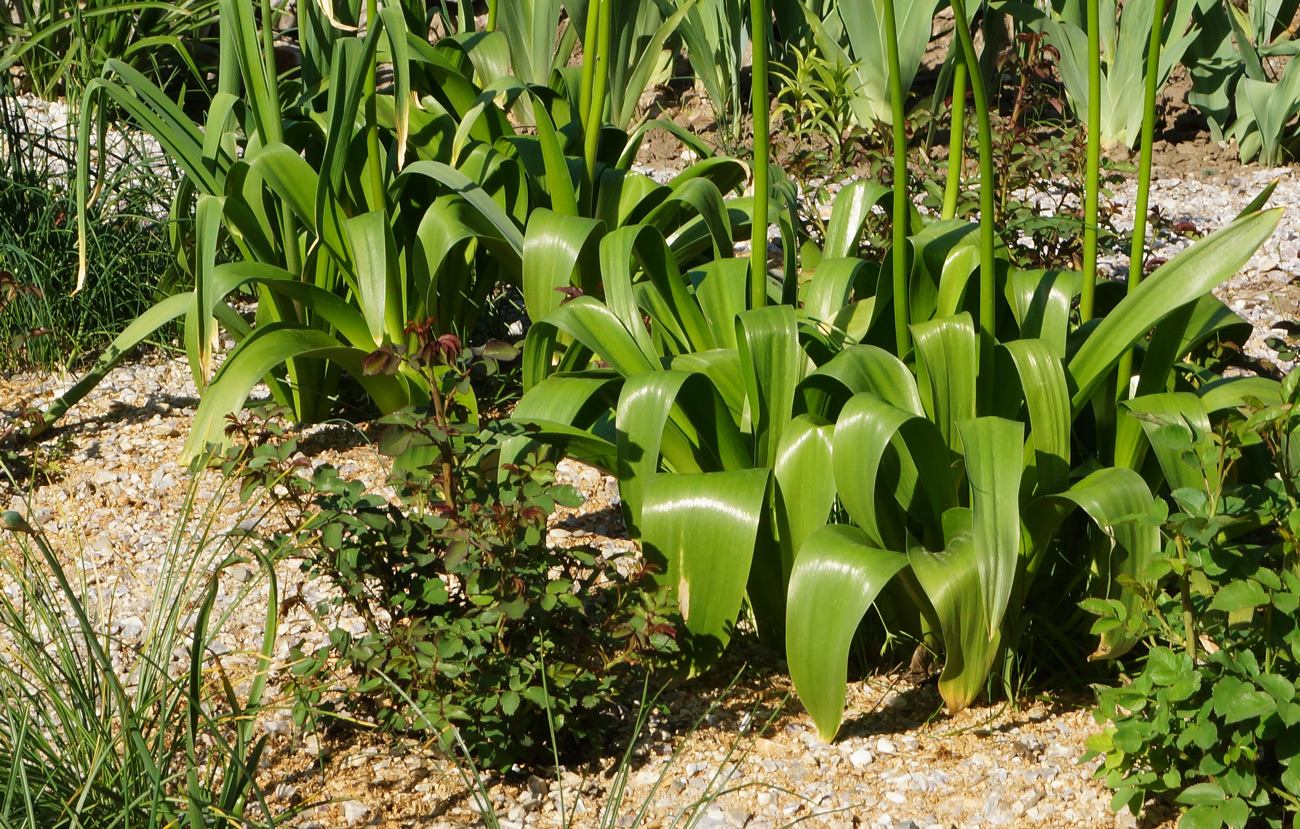 Image of genus Allium specimen.