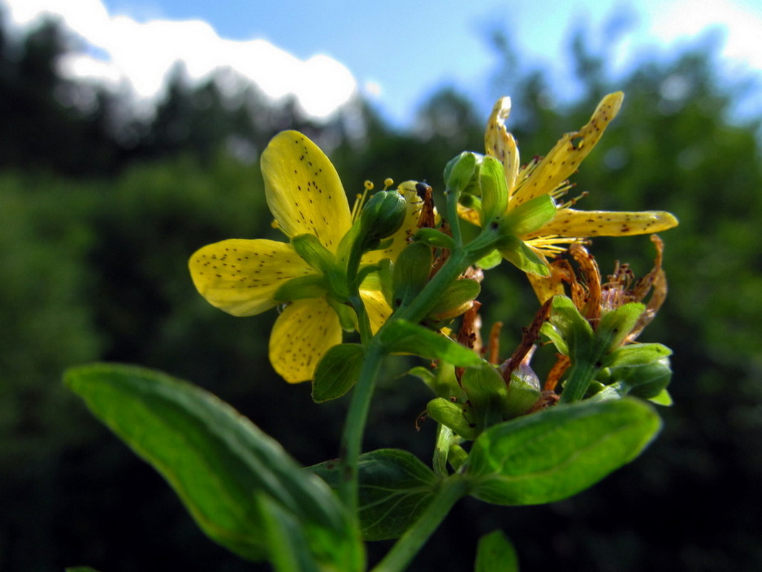 Image of Hypericum maculatum specimen.