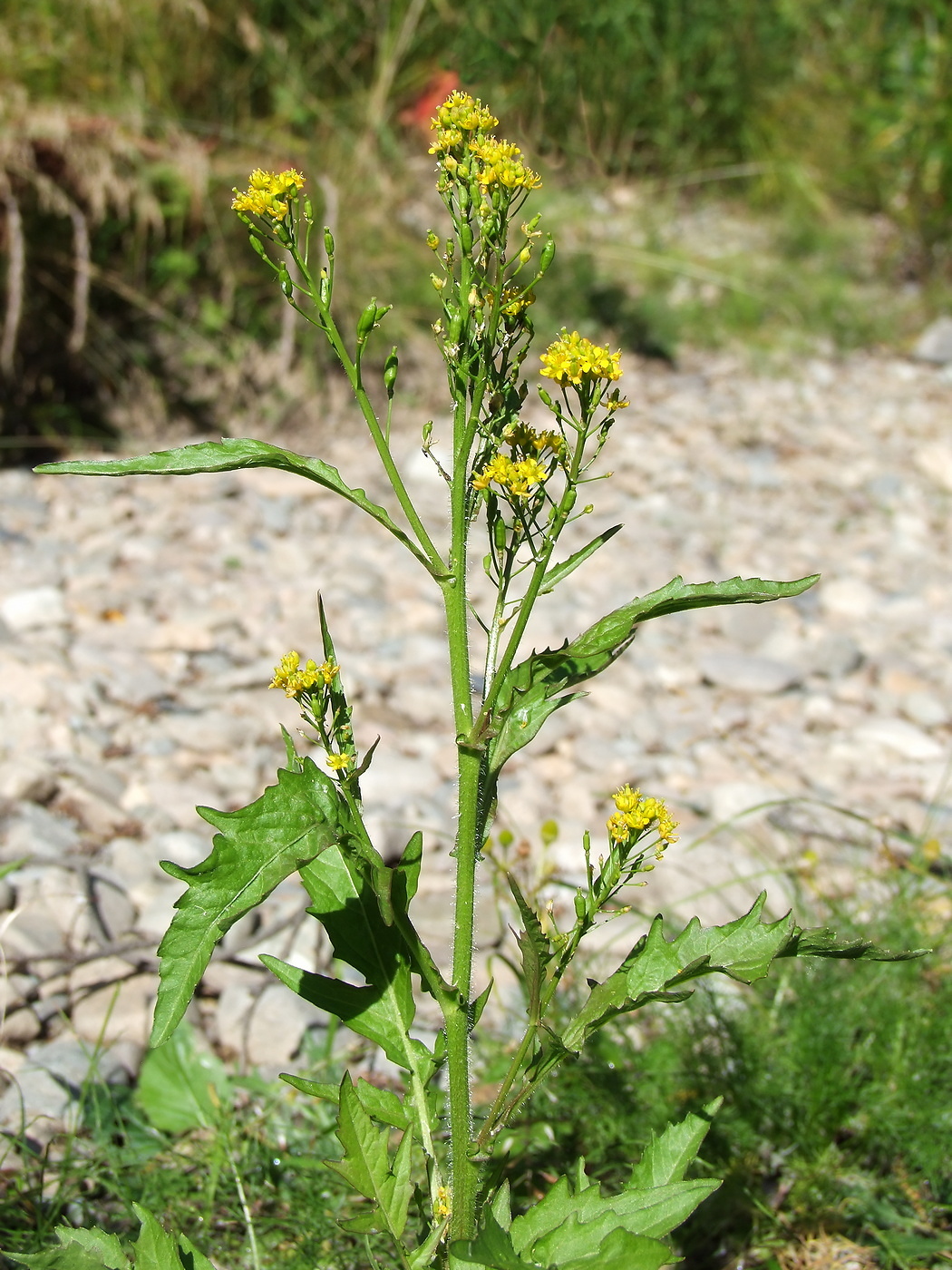 Image of Rorippa barbareifolia specimen.