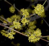 Cornus mas