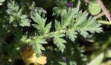 Erodium cicutarium. Лист. Крым, Бахчисарайский р-н, окр. с. Трудолюбовка, луг на залежи у подножия г. Патиль. 05.05.2010.