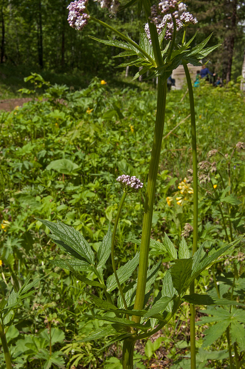 Image of Valeriana wolgensis specimen.